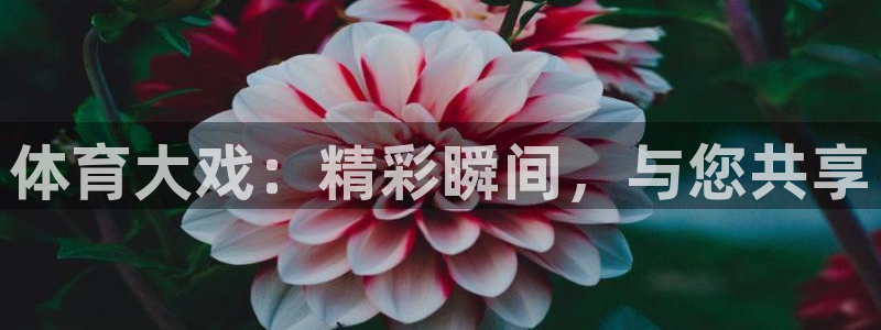 火凤斗球直播体育：体育大戏：精彩瞬间，与您共享