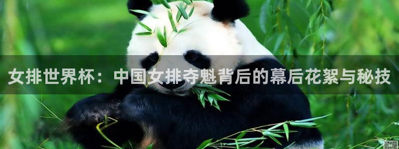 火凤直播足球：女排世界杯：中国女排夺魁背后的幕后花絮与秘技