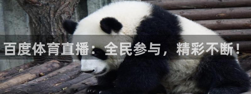 火凤足球直播免费观看全部